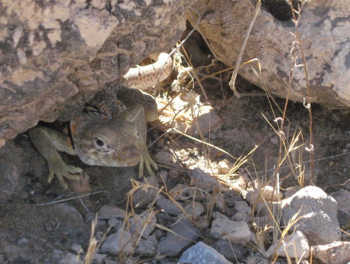 Collared Lizard